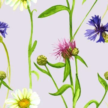 Seamless pattern cornflower and daisy watercolor Stock Illustration