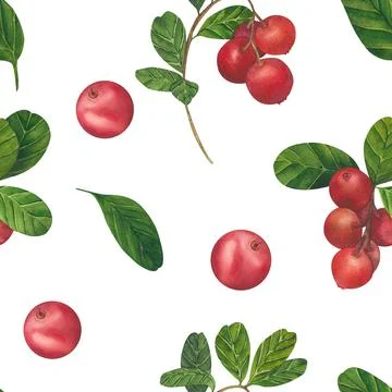 Seamless pattern with Cowberry red berries Vaccinium vitis-idaea, lingonberry Stock Illustration