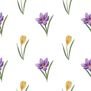Seamless pattern with crocus flower in violet and yellow color, drawn in Stock Illustration