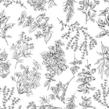 Seamless pattern with culinary herbs and plants sketch vector illustration. Stock Illustration