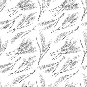 Seamless pattern design with wheat plants, hand drawn vector illustration. 스톡 일러스트