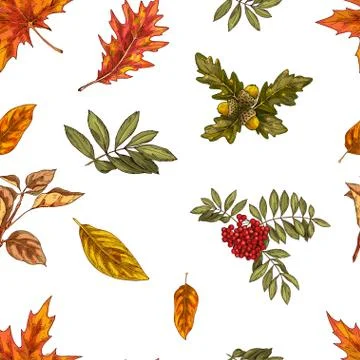 Seamless pattern with different autumn leaves. Oak, chestnut, maple leaves  イラスト素材
