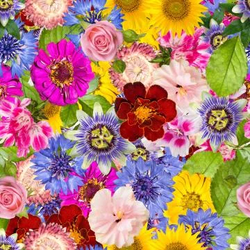 Seamless pattern with different spring flowers. Stock Photos