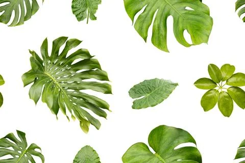 A seamless pattern with different types of green plants across a white back.. Stock Photos