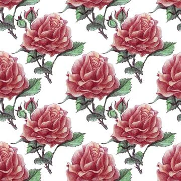 Seamless pattern drawing color pencils pink rose bud with leaves. Art creative Stock Illustration
