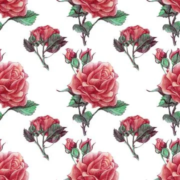 Seamless pattern drawing color pencils pink rose bud with leaves. Art creative Stock Illustration