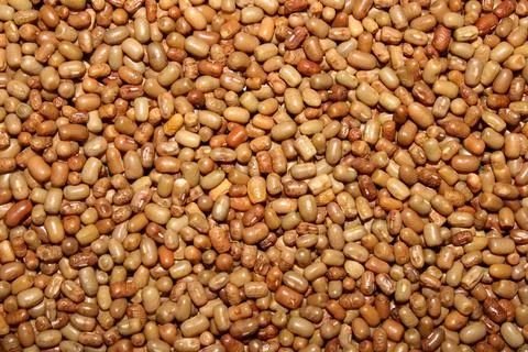 Seamless Pattern of Dried Moth Beans. Stock Photos