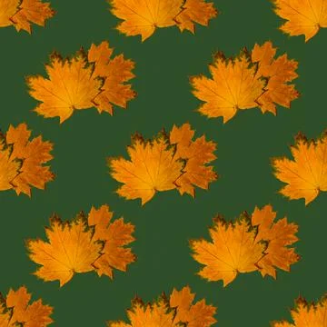 Seamless pattern of dry autumn maple leaves on a green background. Autumn pri Stock Photos