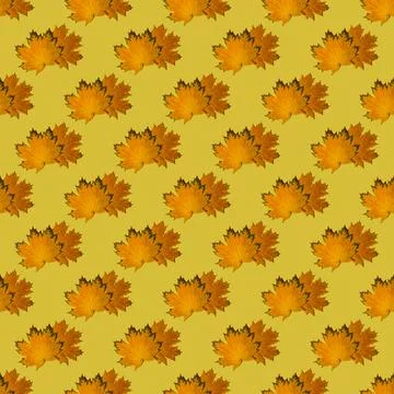 Seamless pattern of dry autumn maple leaves on a bright yellow background. Au 写真素材