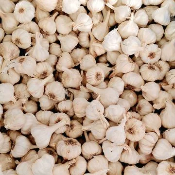 Seamless pattern of dry white garlic bulbs background flat lay produce Stock Photos