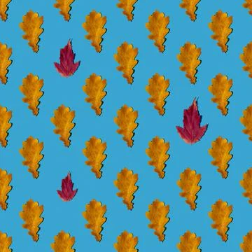 Seamless pattern of dry yellow and red autumn leaves on a blue background. Te Stock Photos