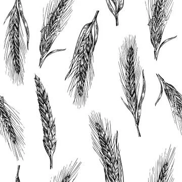 Seamless pattern with ears of wheat. Black and white color. Bakery sketch. .. Stock Illustration