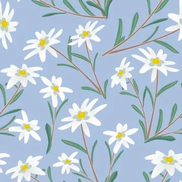 	Seamless pattern with edelweiss flowers.  Stock Illustration