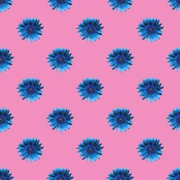 Seamless Pattern of Egyptian Blue Sunflowers on Persian Pink Background Illustrazione stock