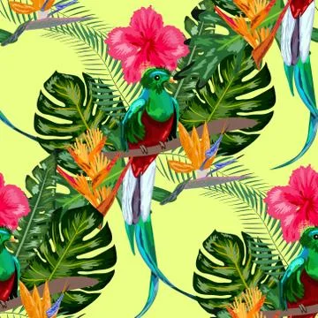 Seamless pattern of endangered species of birds Magnificent resplendent quetz Stock Illustration