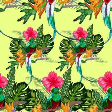 Seamless pattern of endangered species of birds Magnificent resplendent quetz Stock Illustration