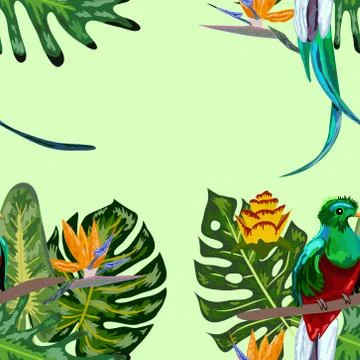 Seamless pattern of endangered species of birds Magnificent resplendent quetz Stock Illustration
