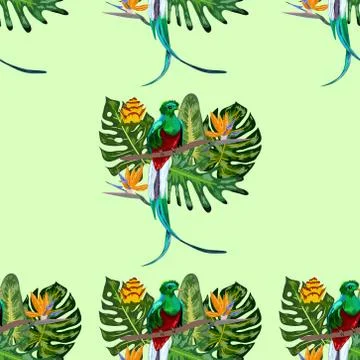 Seamless pattern of endangered species of birds Magnificent resplendent quetz Stock Illustration