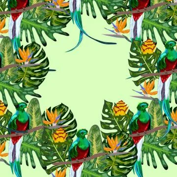 Seamless pattern of endangered species of birds Magnificent resplendent quetz Stock Illustration