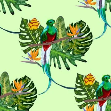 Seamless pattern of endangered species of birds Magnificent resplendent quetz Stock Illustration