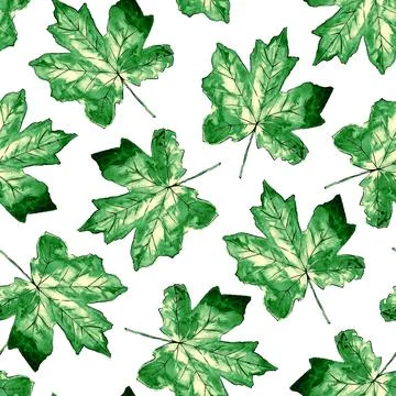 Seamless pattern with fall maple leaves. Watercolor green background on white Stock Illustration