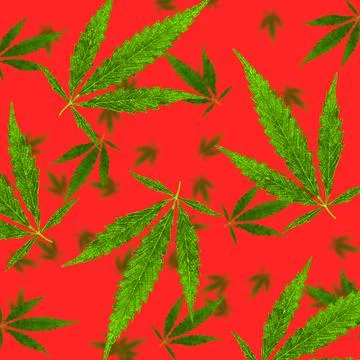 Seamless pattern of falling hemp leaves on a red background Illustrazione stock