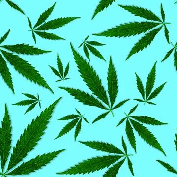 Seamless pattern of falling hemp leaves on a blue background Фото