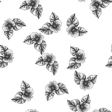 Seamless pattern flower begonia sketch hand drawn 스톡 일러스트