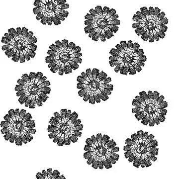 Seamless pattern flower calendula sketch hand drawn Stock Illustration