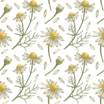 Seamless pattern with flower chamomile. Pencil drawing and watercolor Stock Illustration
