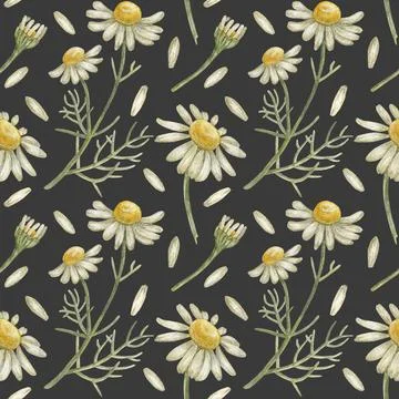 Seamless pattern with flower chamomile. Pencil drawing and watercolor Stock Illustration