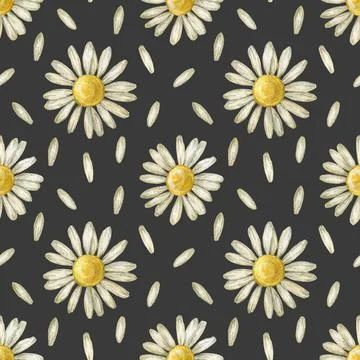 Seamless pattern with flower chamomile. Pencil drawing and watercolor Illustrazione stock