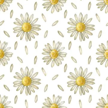 Seamless pattern with flower chamomile. Pencil drawing and watercolor Stock Illustration
