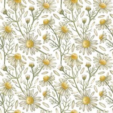 Seamless pattern with flower chamomile. Pencil drawing and watercolor Stock Illustration