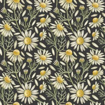 Seamless pattern with flower chamomile. Pencil drawing and watercolor Stock Illustration