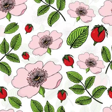 Seamless pattern of flowering of dog rose with berries on white . Rose hip ve Stock Illustration
