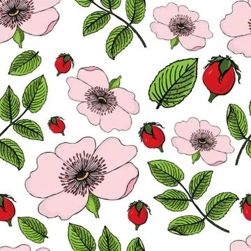 Seamless pattern of flowering of dog rose with berries on white . Rose hip  i Stock Illustration