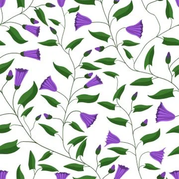 Seamless pattern. Flowers and leaves of the field bindweed. For gift packaging Stock Illustration