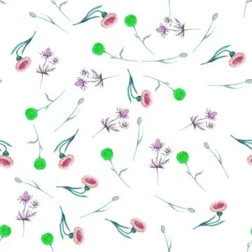 Seamless pattern with flowers and Thistle leaves on a white background. Flowe Stock Illustration