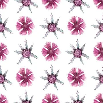 Seamless pattern with flowers and Thistle leaves on a white background. Flowe Stock Illustration
