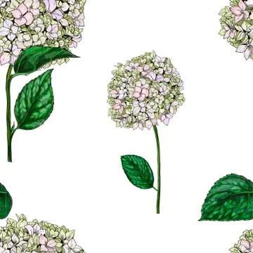 Seamless pattern with flowers of phlox isolated on white background. Vector i Stock Illustration