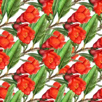 Seamless pattern with flowers of pomegranate Stock Illustration