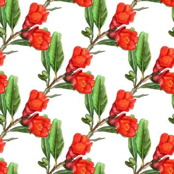 Seamless pattern with flowers of pomegranate Stock Illustration