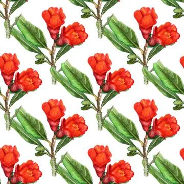 Seamless pattern with flowers of pomegranate Stock Illustration