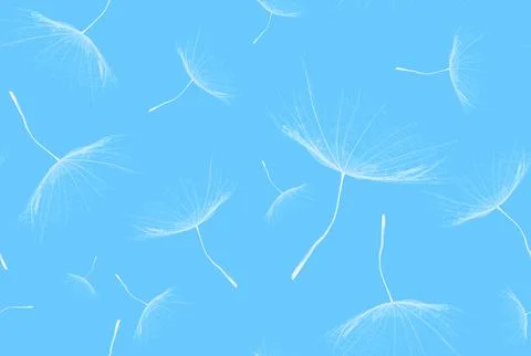 Seamless pattern of flying white dandelion seeds on blue background. Stock Photos