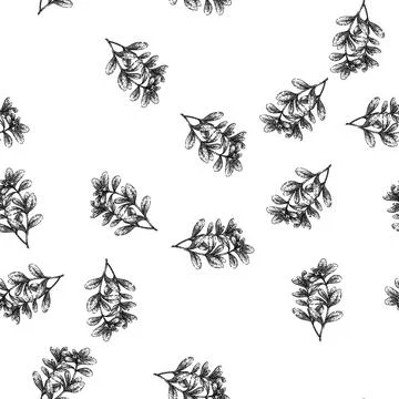 Seamless pattern fresh marjoram sketch hand drawn Stock Illustration