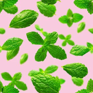 Seamless pattern of fresh mint leaves on pink background Stock Photos