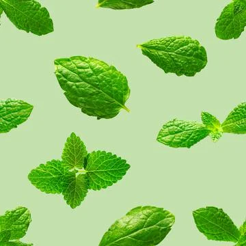 Seamless pattern of fresh mint leaves on green background Stock Photos