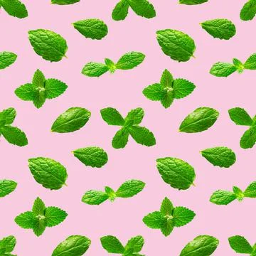 Seamless pattern of fresh mint leaves on pink background Stock Photos