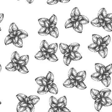 Seamless pattern fresh oregano sketch hand drawn Stock Illustration